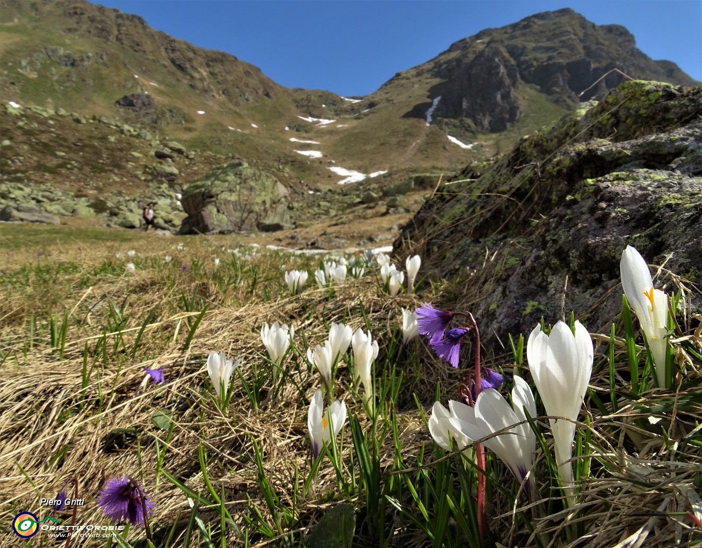 17 Crocus vernus con Soldanelle.JPG